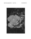 Floribunda Rose Plant Named  Bagstream  diagram and image