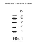 COMPOSITE COMPOSITIONS FOR ELECTROPHORESIS diagram and image