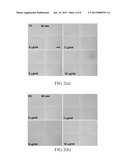 METHOD FOR ANTIBIOTIC SUSCEPTIBILITY TESTING AND DETERMINING MINIMUM     INHIBITORY CONCENTRATION OF THE ANTIBIOTIC diagram and image