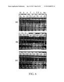 METHOD FOR ANTIBIOTIC SUSCEPTIBILITY TESTING AND DETERMINING MINIMUM     INHIBITORY CONCENTRATION OF THE ANTIBIOTIC diagram and image