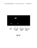 CATIONIC BETAINE PRECURSORS TO ZWITTERIONIC BETAINES HAVING CONTROLLED     BIOLOGICAL PROPERTIES diagram and image