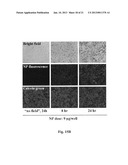 Uniform Field Magnetization and Targeting of Therapeutic Formulations diagram and image