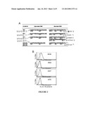 T CELL RECEPTORS SPECIFIC FOR IMMUNODOMINANT CTL EPITOPES OF HCV diagram and image