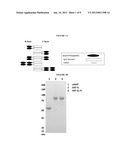 Serpin Fusion Polypeptides and Methods of Use Thereof diagram and image