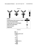 Serpin Fusion Polypeptides and Methods of Use Thereof diagram and image