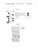 WAP Domain Fusion Polypeptides and Methods of Use Thereof diagram and image