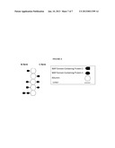 WAP Domain Fusion Polypeptides and Methods of Use Thereof diagram and image