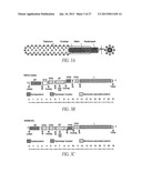 ANTISENSE ANTIVIRAL COMPOUNDS AND METHODS FOR TREATING A FILOVIRUS     INFECTION diagram and image