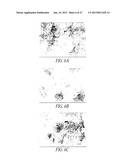 ANTISENSE ANTIVIRAL COMPOUNDS AND METHODS FOR TREATING A FILOVIRUS     INFECTION diagram and image