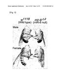 MICRORNA REGULATING THE INSULIN SIGNALING PATHWAY, AND METHOD FOR     SCREENING MATERIAL FOR CONTROLLING THE ACTION OF A TARGET THEREOF diagram and image