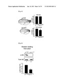 MICRORNA REGULATING THE INSULIN SIGNALING PATHWAY, AND METHOD FOR     SCREENING MATERIAL FOR CONTROLLING THE ACTION OF A TARGET THEREOF diagram and image