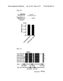 MICRORNA REGULATING THE INSULIN SIGNALING PATHWAY, AND METHOD FOR     SCREENING MATERIAL FOR CONTROLLING THE ACTION OF A TARGET THEREOF diagram and image