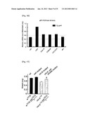 MICRORNA REGULATING THE INSULIN SIGNALING PATHWAY, AND METHOD FOR     SCREENING MATERIAL FOR CONTROLLING THE ACTION OF A TARGET THEREOF diagram and image