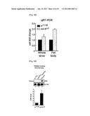 MICRORNA REGULATING THE INSULIN SIGNALING PATHWAY, AND METHOD FOR     SCREENING MATERIAL FOR CONTROLLING THE ACTION OF A TARGET THEREOF diagram and image