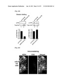 MICRORNA REGULATING THE INSULIN SIGNALING PATHWAY, AND METHOD FOR     SCREENING MATERIAL FOR CONTROLLING THE ACTION OF A TARGET THEREOF diagram and image