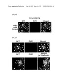 MICRORNA REGULATING THE INSULIN SIGNALING PATHWAY, AND METHOD FOR     SCREENING MATERIAL FOR CONTROLLING THE ACTION OF A TARGET THEREOF diagram and image