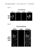 MICRORNA REGULATING THE INSULIN SIGNALING PATHWAY, AND METHOD FOR     SCREENING MATERIAL FOR CONTROLLING THE ACTION OF A TARGET THEREOF diagram and image