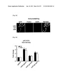 MICRORNA REGULATING THE INSULIN SIGNALING PATHWAY, AND METHOD FOR     SCREENING MATERIAL FOR CONTROLLING THE ACTION OF A TARGET THEREOF diagram and image