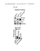 MICRORNA REGULATING THE INSULIN SIGNALING PATHWAY, AND METHOD FOR     SCREENING MATERIAL FOR CONTROLLING THE ACTION OF A TARGET THEREOF diagram and image