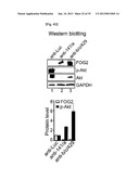 MICRORNA REGULATING THE INSULIN SIGNALING PATHWAY, AND METHOD FOR     SCREENING MATERIAL FOR CONTROLLING THE ACTION OF A TARGET THEREOF diagram and image