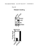 MICRORNA REGULATING THE INSULIN SIGNALING PATHWAY, AND METHOD FOR     SCREENING MATERIAL FOR CONTROLLING THE ACTION OF A TARGET THEREOF diagram and image