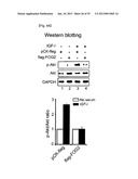 MICRORNA REGULATING THE INSULIN SIGNALING PATHWAY, AND METHOD FOR     SCREENING MATERIAL FOR CONTROLLING THE ACTION OF A TARGET THEREOF diagram and image