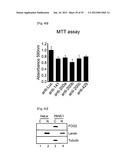 MICRORNA REGULATING THE INSULIN SIGNALING PATHWAY, AND METHOD FOR     SCREENING MATERIAL FOR CONTROLLING THE ACTION OF A TARGET THEREOF diagram and image