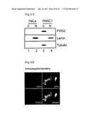 MICRORNA REGULATING THE INSULIN SIGNALING PATHWAY, AND METHOD FOR     SCREENING MATERIAL FOR CONTROLLING THE ACTION OF A TARGET THEREOF diagram and image