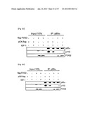 MICRORNA REGULATING THE INSULIN SIGNALING PATHWAY, AND METHOD FOR     SCREENING MATERIAL FOR CONTROLLING THE ACTION OF A TARGET THEREOF diagram and image