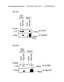 MICRORNA REGULATING THE INSULIN SIGNALING PATHWAY, AND METHOD FOR     SCREENING MATERIAL FOR CONTROLLING THE ACTION OF A TARGET THEREOF diagram and image