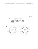 DELTA 17 DESATURASE AND ITS USE IN MAKING POLYUNSATURATED FATTY ACIDS diagram and image