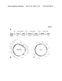 DELTA 17 DESATURASE AND ITS USE IN MAKING POLYUNSATURATED FATTY ACIDS diagram and image