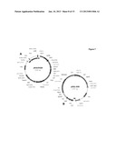 DELTA 17 DESATURASE AND ITS USE IN MAKING POLYUNSATURATED FATTY ACIDS diagram and image