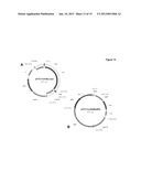 DELTA 17 DESATURASE AND ITS USE IN MAKING POLYUNSATURATED FATTY ACIDS diagram and image