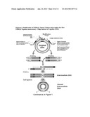 UNRESTRICTED MUTAGENESIS AND CLONING METHOD diagram and image
