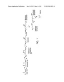 MICROORGANISMS FOR PRODUCING BUTADIENE AND METHODS RELATED THERETO diagram and image