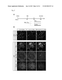 METHOD OF GENERATING MYELINATING OLIGODENDROCYTES diagram and image