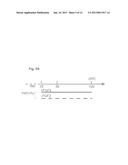 METHOD OF GENERATING MYELINATING OLIGODENDROCYTES diagram and image