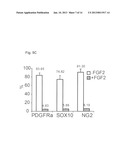 METHOD OF GENERATING MYELINATING OLIGODENDROCYTES diagram and image