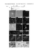 METHOD OF GENERATING MYELINATING OLIGODENDROCYTES diagram and image