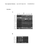 METHODS FOR TELOMERE LENGTH AND GENOMIC DNA QUALITY CONTROL AND ANALYSIS     IN PLURIPOTENT STEM CELLS diagram and image