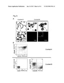 METHOD FOR INDUCING DIFFERENTIATION OF PLURIPOTENT STEM CELLS INTO     MESODERMAL CELLS diagram and image