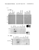 METHOD OF DIAGNOSING BLADDER CANCER diagram and image