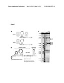 PREQ1 RIBOSWITCHES AND METHODS AND COMPOSITIONS FOR USE OF AND WITH PREQ1     RIBOSWITCHES diagram and image