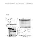 PREQ1 RIBOSWITCHES AND METHODS AND COMPOSITIONS FOR USE OF AND WITH PREQ1     RIBOSWITCHES diagram and image