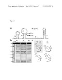 PREQ1 RIBOSWITCHES AND METHODS AND COMPOSITIONS FOR USE OF AND WITH PREQ1     RIBOSWITCHES diagram and image