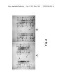 Electrophoresis buffer for extending the useful electrophoresis life of an     electrophoresis gel diagram and image