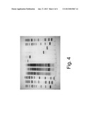 Electrophoresis buffer for extending the useful electrophoresis life of an     electrophoresis gel diagram and image