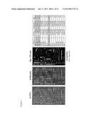 COMPOSITIONS COMPRISING CARDIAC STEM CELLS OVEREXPRESSING SPECIFIC     MICRORNAS AND METHODS OF THEIR USE IN REPAIRING DAMAGED MYOCARDIUM diagram and image