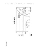 COMPOSITIONS COMPRISING CARDIAC STEM CELLS OVEREXPRESSING SPECIFIC     MICRORNAS AND METHODS OF THEIR USE IN REPAIRING DAMAGED MYOCARDIUM diagram and image